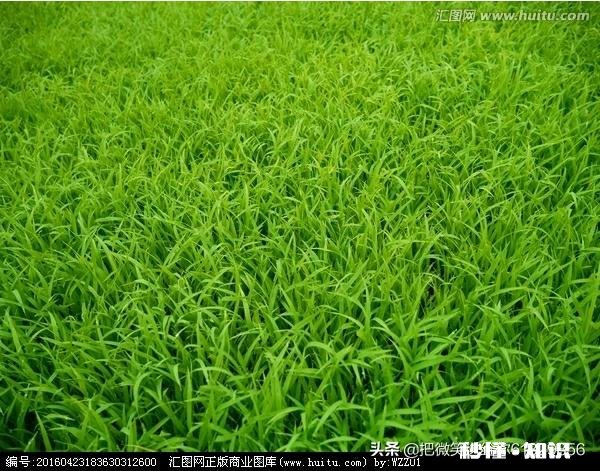 农村种植水稻，在秧苗上如何能够判定是否缺肥