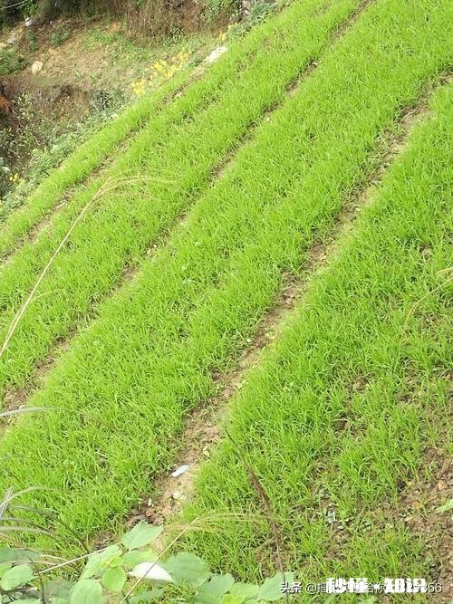 农村种植水稻，在秧苗上如何能够判定是否缺肥