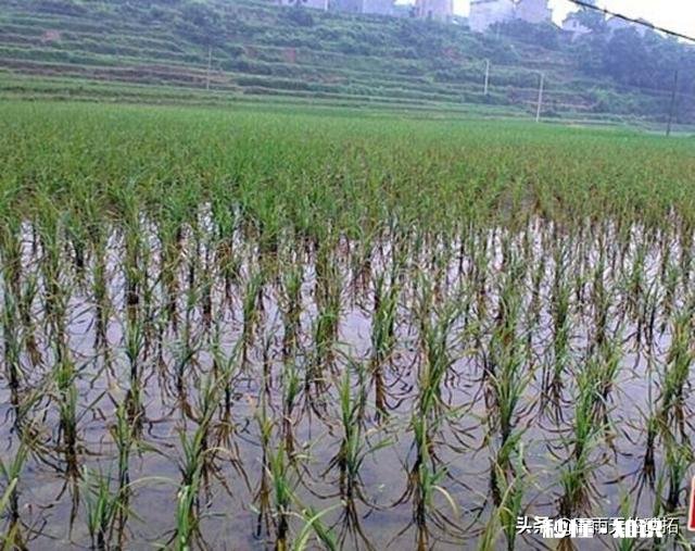 农村种植水稻，在秧苗上如何能够判定是否缺肥