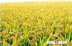 农村种植水稻，在秧苗上如何能够判定是否缺肥