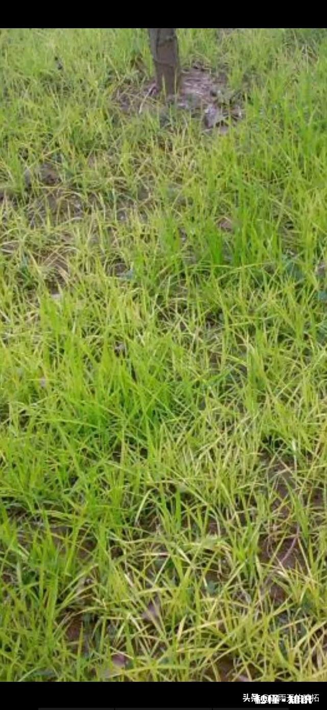 农村种植水稻，在秧苗上如何能够判定是否缺肥