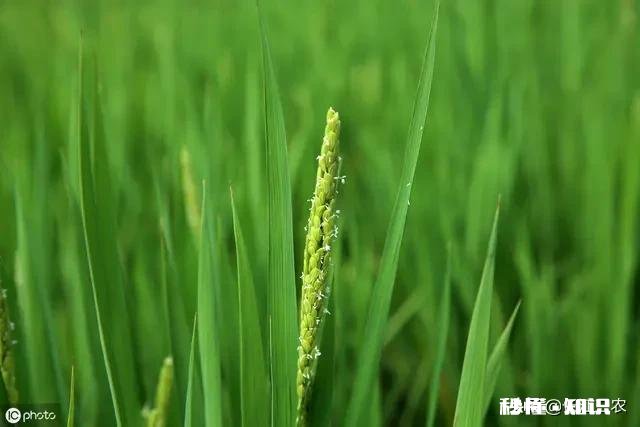 农村种植水稻，在秧苗上如何能够判定是否缺肥