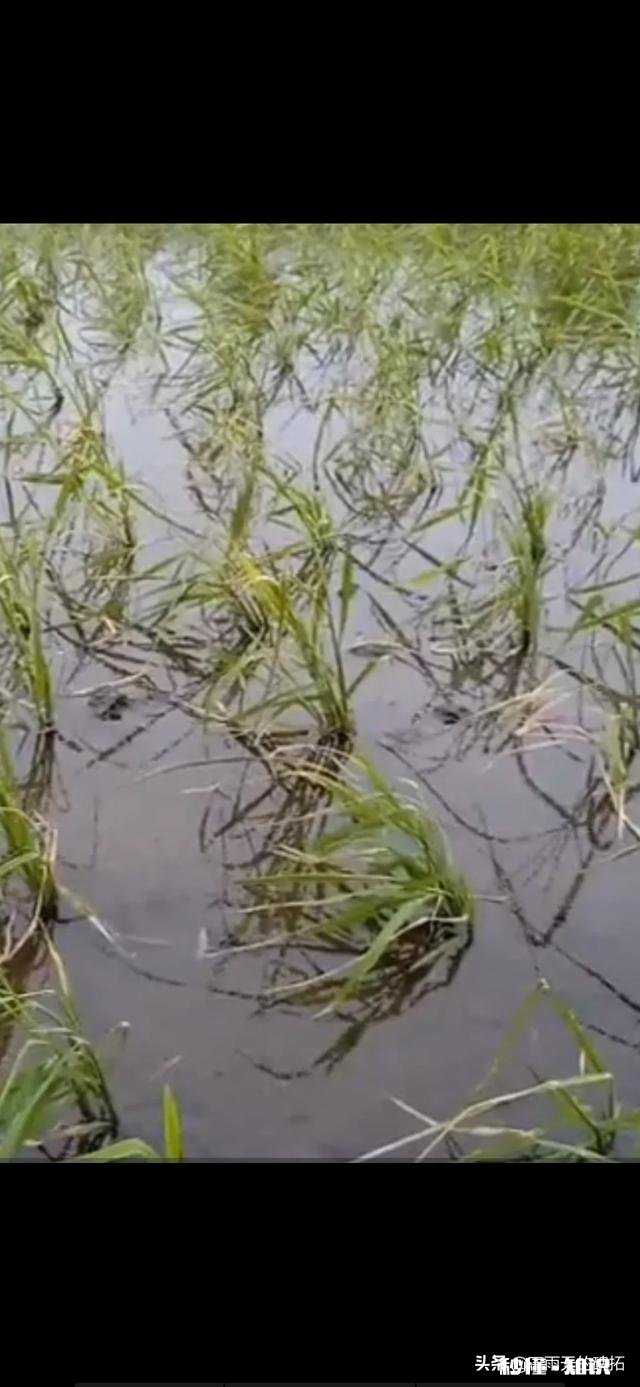 农村种植水稻，在秧苗上如何能够判定是否缺肥