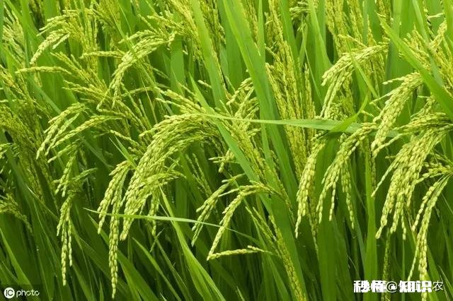 农村种植水稻，在秧苗上如何能够判定是否缺肥