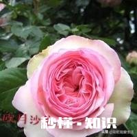 粉色大月季叫什么名子