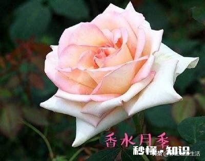 粉色大月季叫什么名子