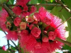 结婚前婆婆说会回来照顾我坐月子，现在又跟老公说只能请十天假回来，我该怎么办