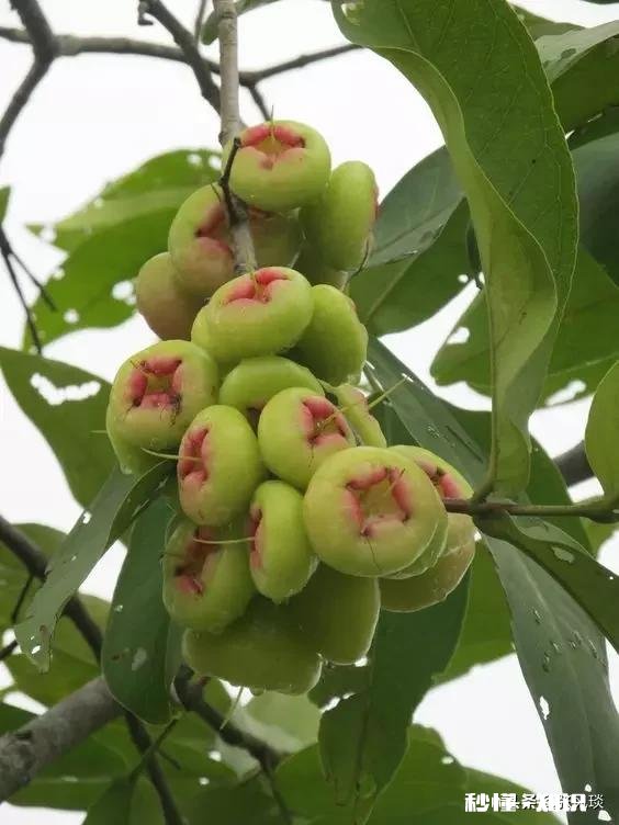 结婚前婆婆说会回来照顾我坐月子，现在又跟老公说只能请十天假回来，我该怎么办