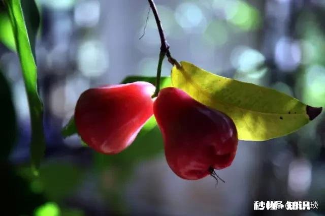 结婚前婆婆说会回来照顾我坐月子，现在又跟老公说只能请十天假回来，我该怎么办