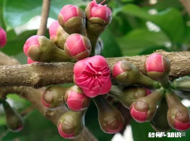 结婚前婆婆说会回来照顾我坐月子，现在又跟老公说只能请十天假回来，我该怎么办