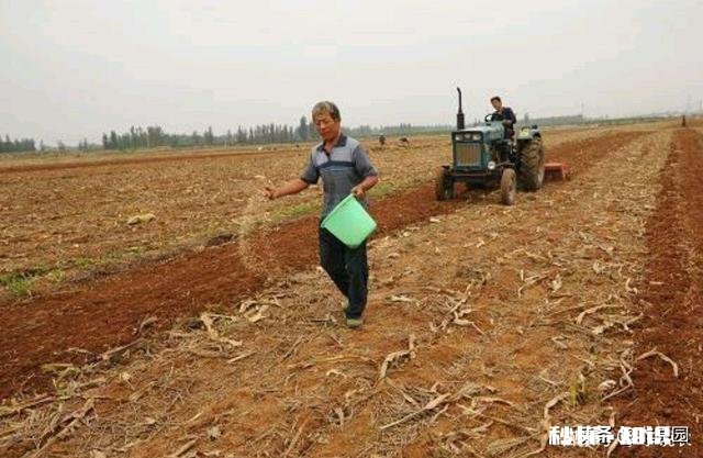 农村种的独蒜，有什么作用和大蒜有区别吗
