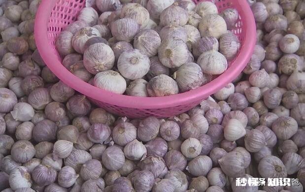 农村种的独蒜，有什么作用和大蒜有区别吗