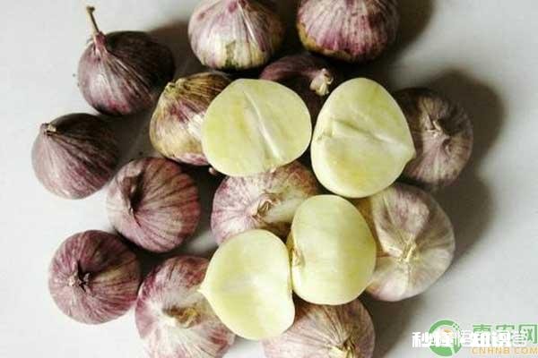 农村种的独蒜，有什么作用和大蒜有区别吗
