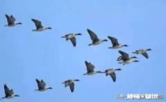 上联：一声征雁，半窗残月，凄凉只恐乡心起。下联怎么对