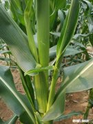 为什么有些人要去研究文学作品里的人物形象去分析一类人的特征属性，而不是去直接研究这