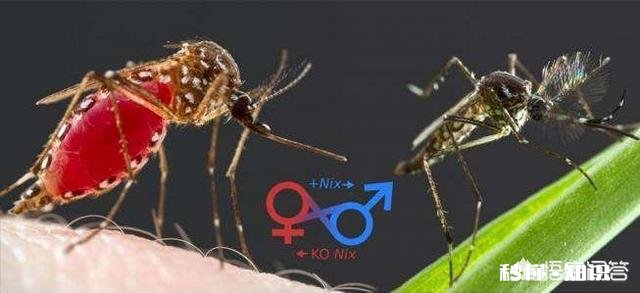 以人类现有的技术水平能灭绝苍蝇和蚊子吗为什么