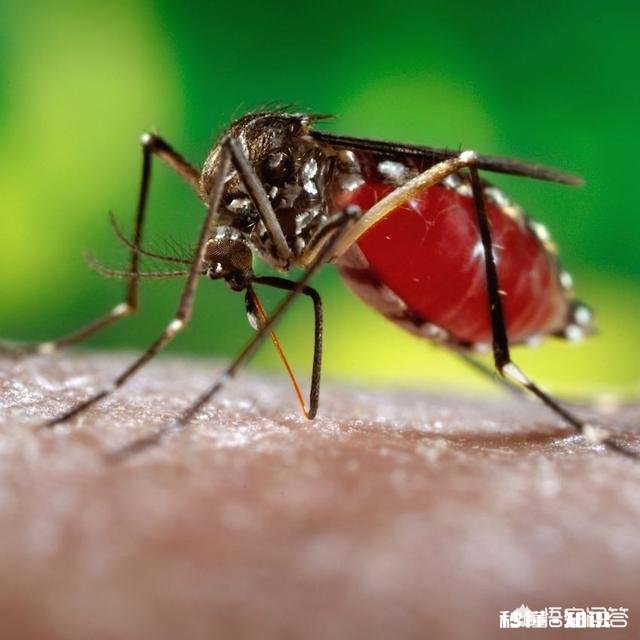 以人类现有的技术水平能灭绝苍蝇和蚊子吗为什么