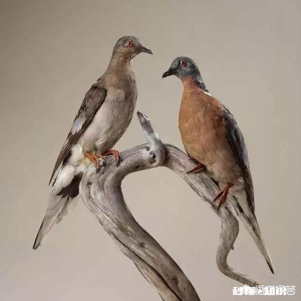 以人类现有的技术水平能灭绝苍蝇和蚊子吗为什么