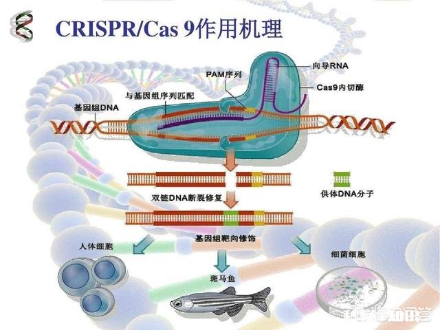 以人类现有的技术水平能灭绝苍蝇和蚊子吗为什么