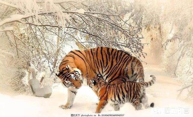 以人类现有的技术水平能灭绝苍蝇和蚊子吗为什么