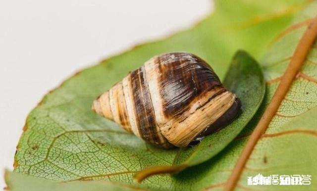 以人类现有的技术水平能灭绝苍蝇和蚊子吗为什么