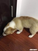 春季宠物驱虫用项圈还是吃药