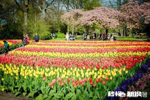 荷兰有哪些好玩的地方