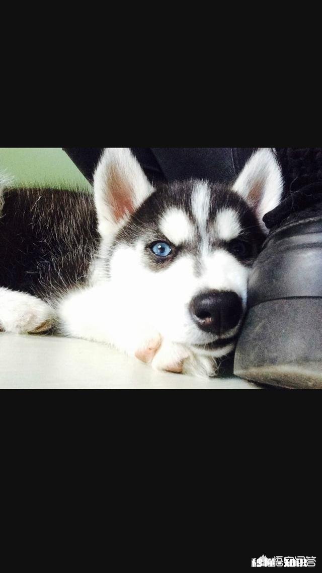 上班族适合饲养哪些狗狗