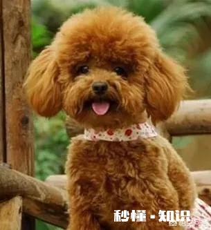 上班族适合饲养哪些狗狗