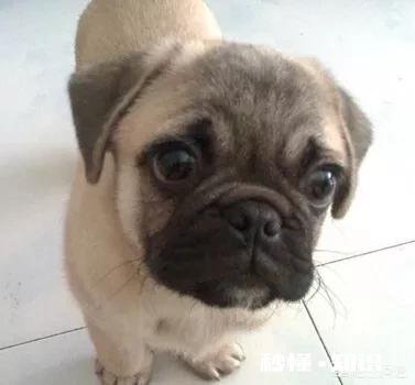 上班族适合饲养哪些狗狗