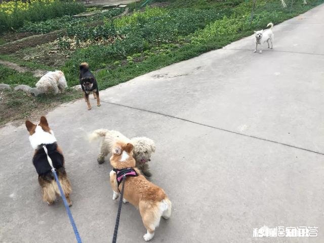 上班族适合饲养哪些狗狗