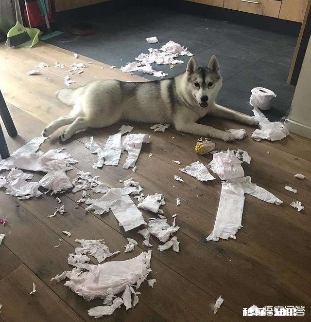 上班族适合饲养哪些狗狗