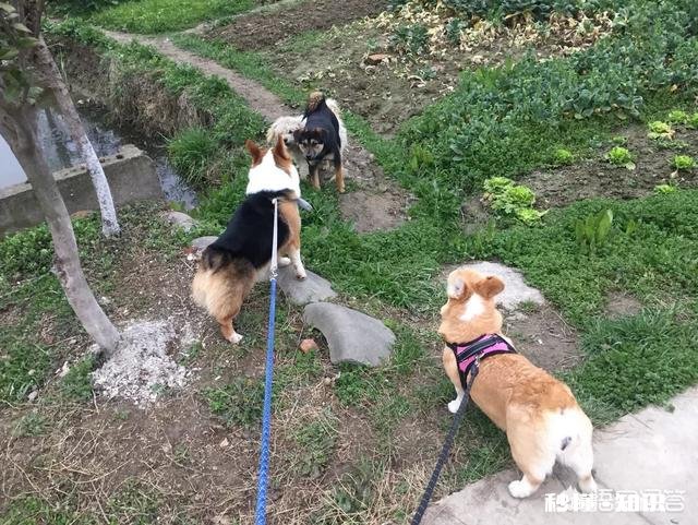 上班族适合饲养哪些狗狗