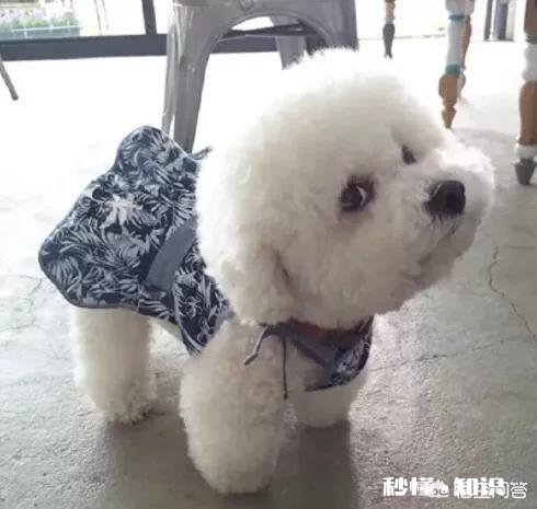 上班族适合饲养哪些狗狗