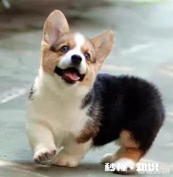 上班族适合饲养哪些狗狗