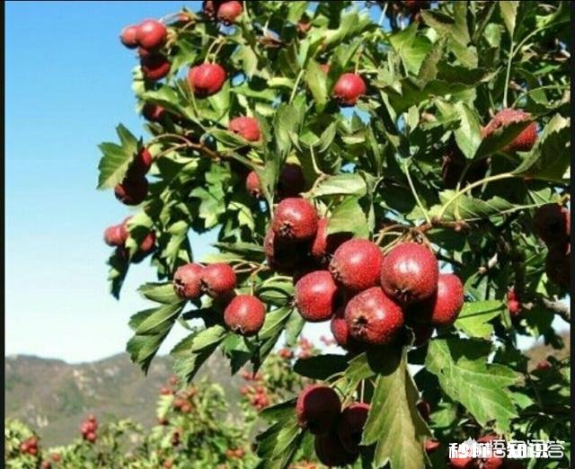 想种植中药材怎么样有哪些建议