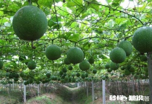 想种植中药材怎么样有哪些建议