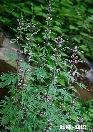想种植中药材怎么样有哪些建议