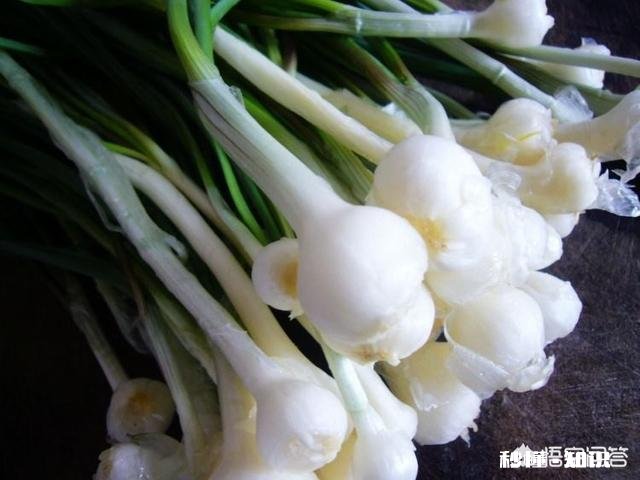 薤白能做出什么特色又健康的美食