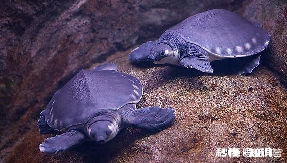 什么乌龟会吃鱼屎