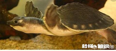 什么乌龟会吃鱼屎