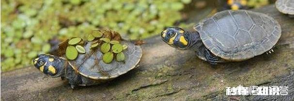 什么乌龟会吃鱼屎