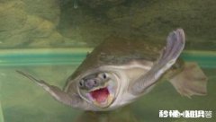 什么乌龟会吃鱼屎