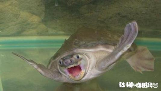 什么乌龟会吃鱼屎