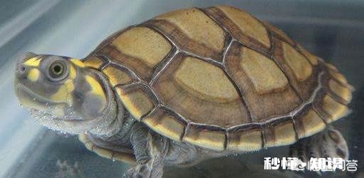 什么乌龟会吃鱼屎