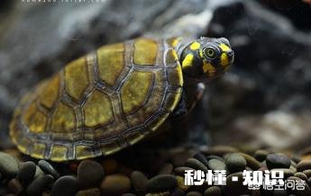 什么乌龟会吃鱼屎