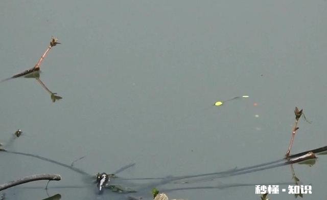 春未初夏30度以上的晴天好钓鱼吗