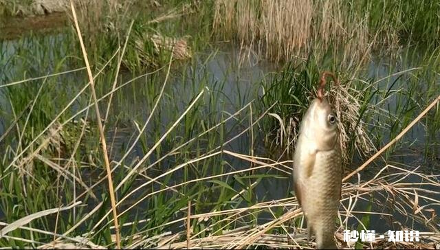 春未初夏30度以上的晴天好钓鱼吗