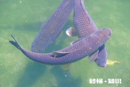 春未初夏30度以上的晴天好钓鱼吗