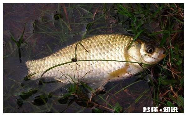 春未初夏30度以上的晴天好钓鱼吗